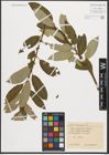 Foto von Salix triandra L.